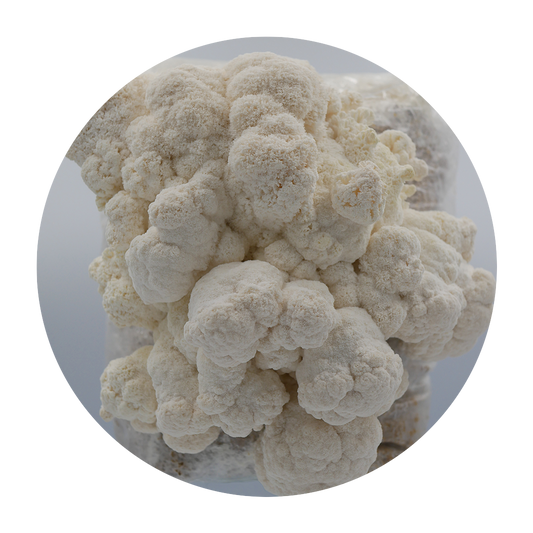 Lion's Mane
