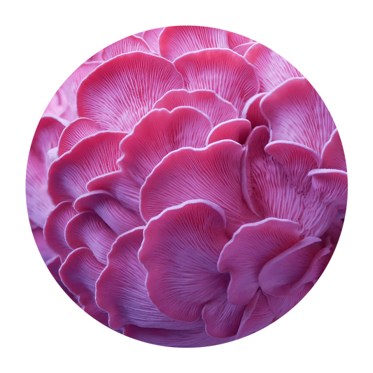 Ostra rosa