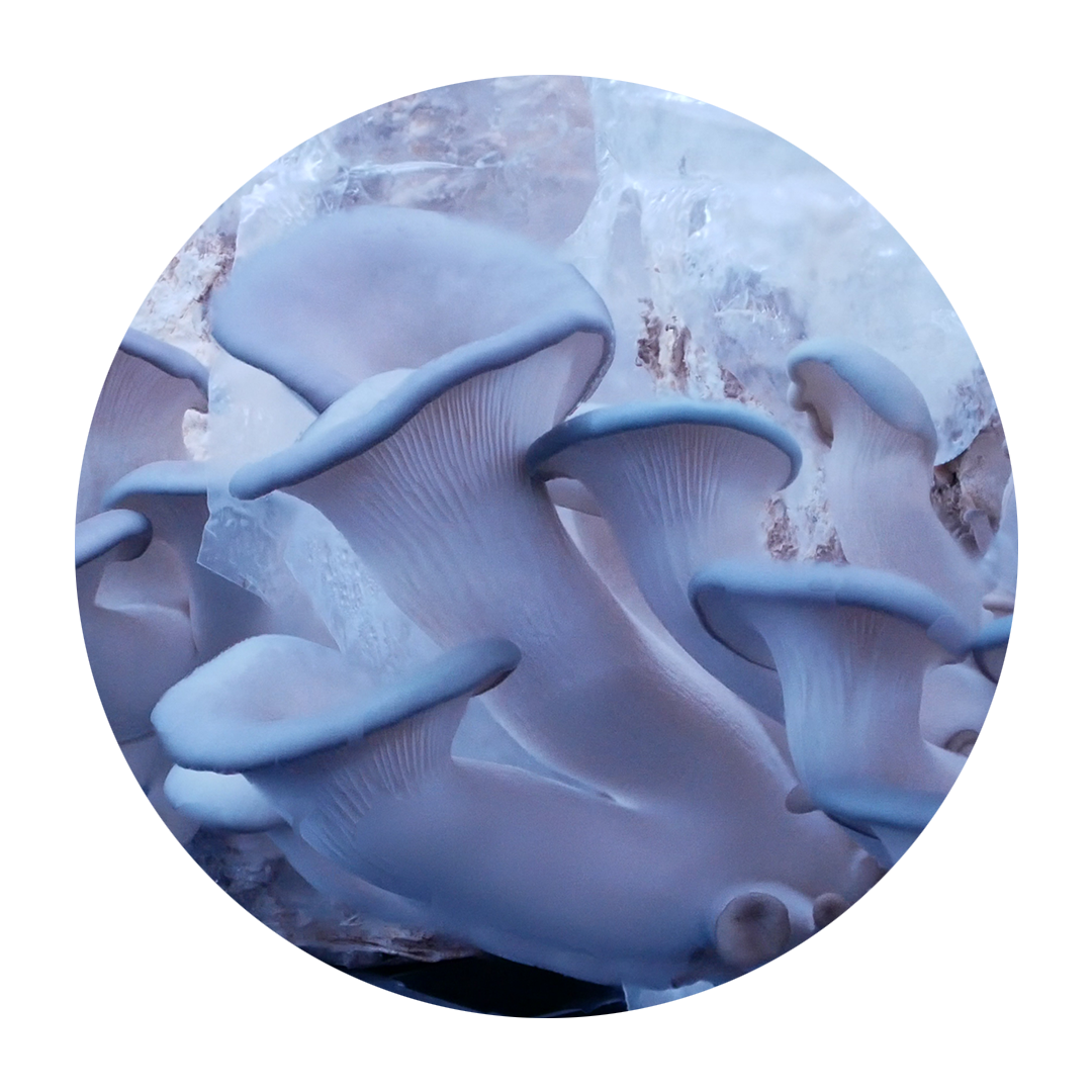 Ostra azul de Nevada