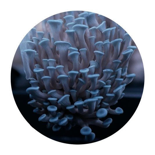 Blue Oyster