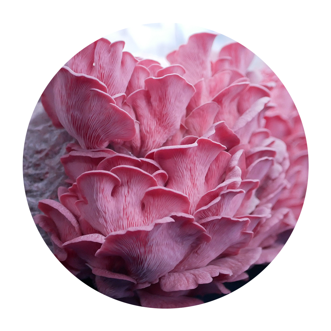 Ostra rosa