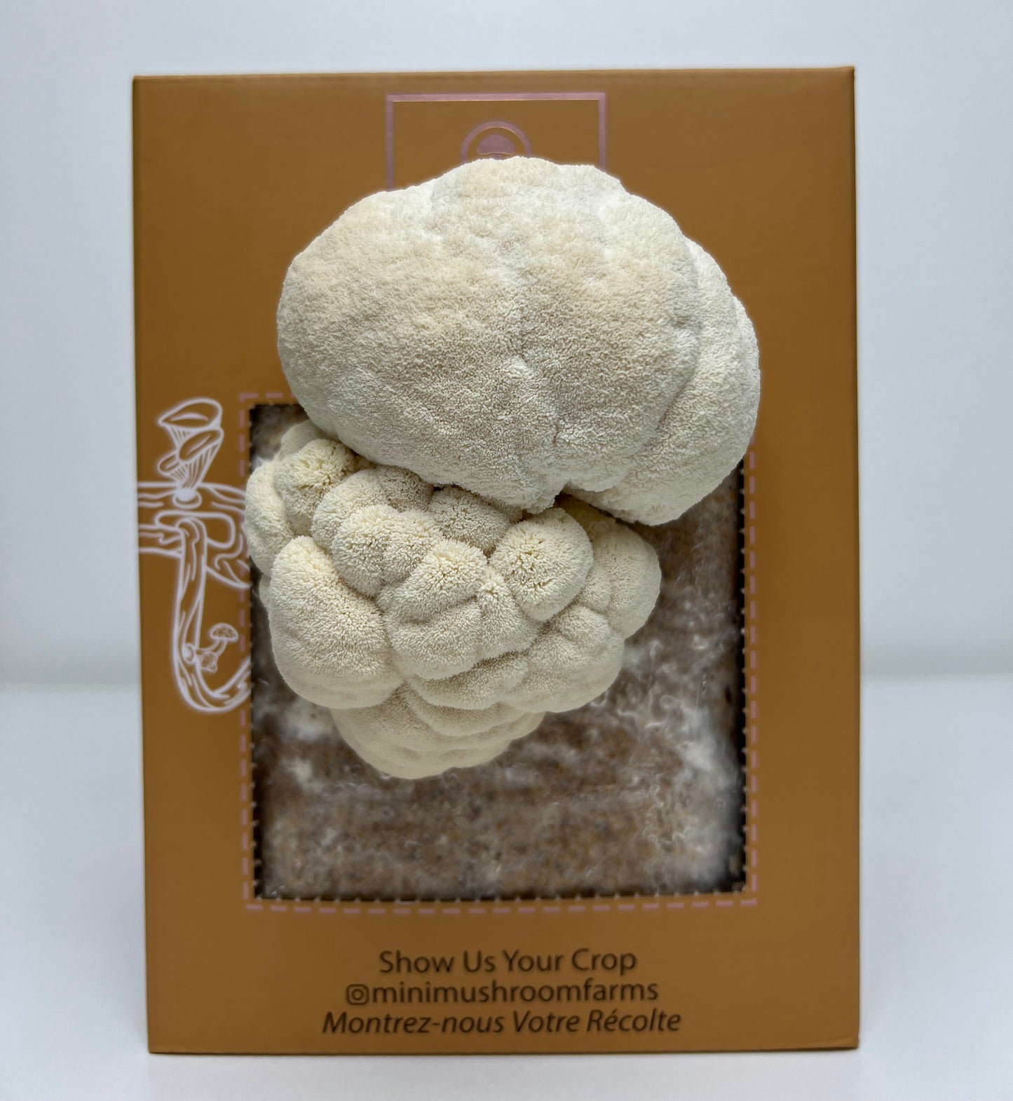 Kits de culture de champignons
