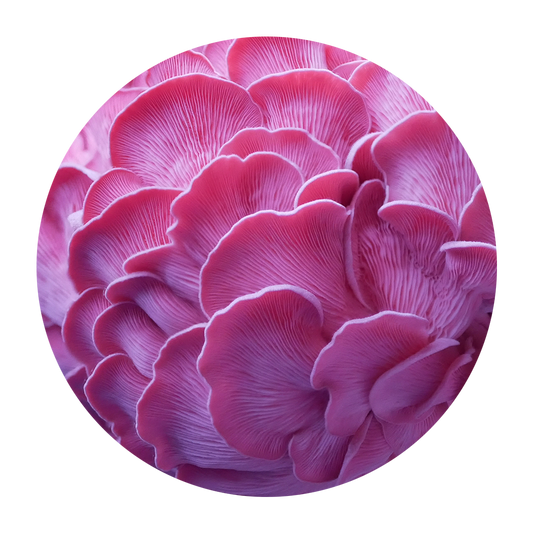 Pink Oyster Pick-up | 1 Pound