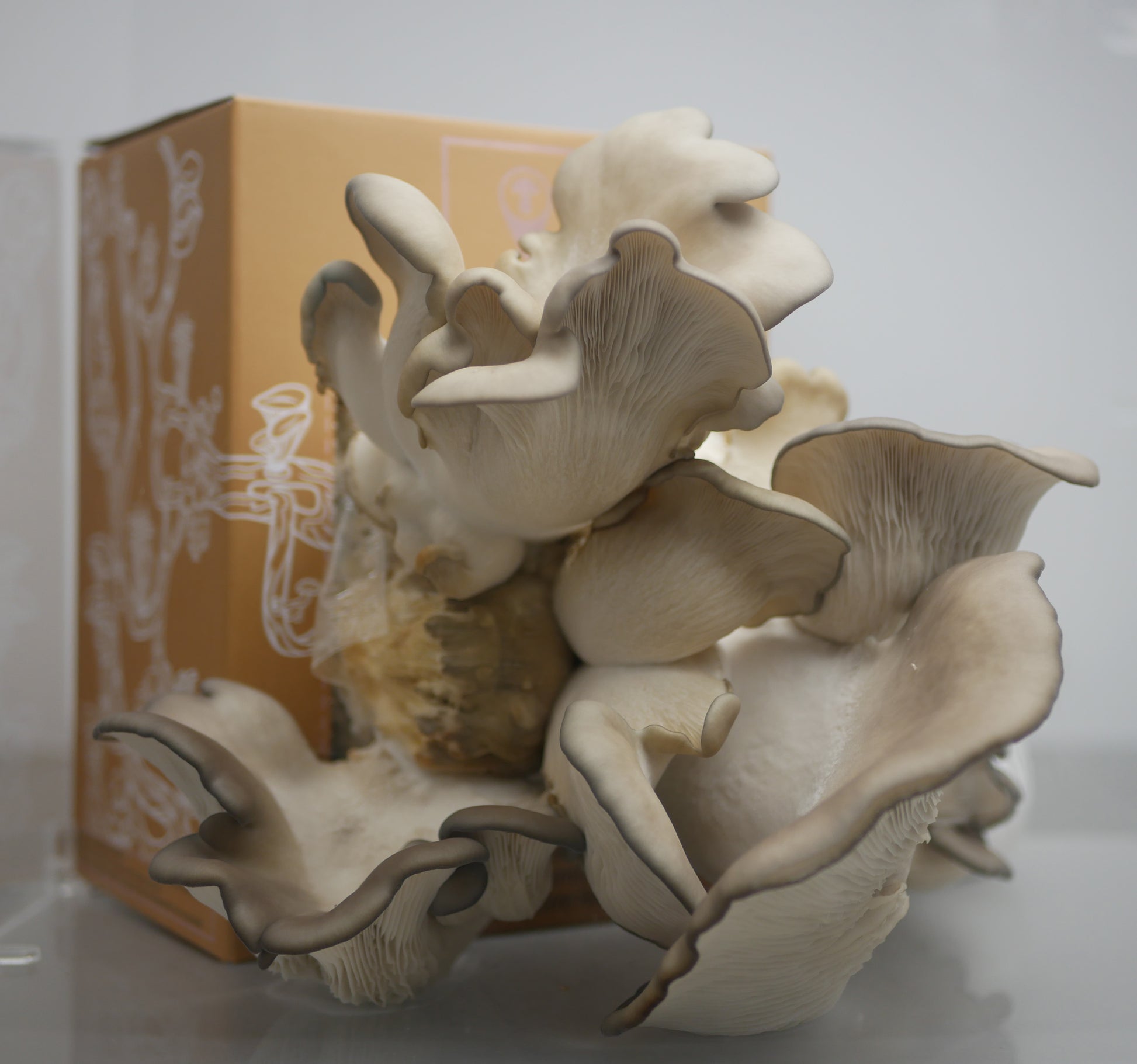 Baby Mushroom Kit de marco de fotos de arcilla para manos y huellas,  captura momentos de hitos con arcilla segura, juego de plantillas y marco  de